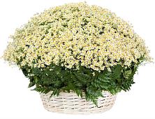Цветочная композиция из Ромашки в корзине #REPLACE_PRED# Толмачёво Новосибирская область