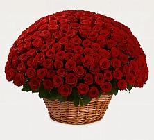 Премиум букет из: Розы в Толмачёво Новосибирская область